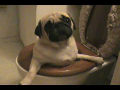 pug in toilet