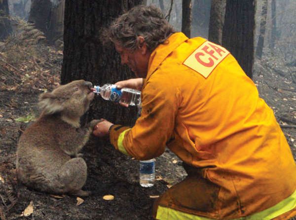 a-firefighter-gives-water-to-a-koala-during-the-devastating-black-saturday-bushfires-that-burned-across-victoria-australia-in-2009-1345608759_b