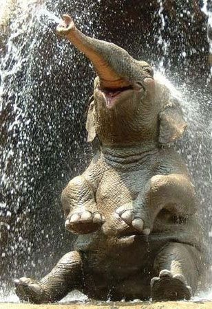 baby-elephant-happy