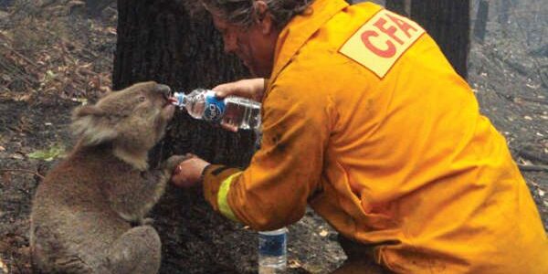 a-firefighter-gives-water-to-a-koala-during-the-devastating-black-saturday-bushfires-that-burned-across-victoria-australia-in-2009-1345608759_b